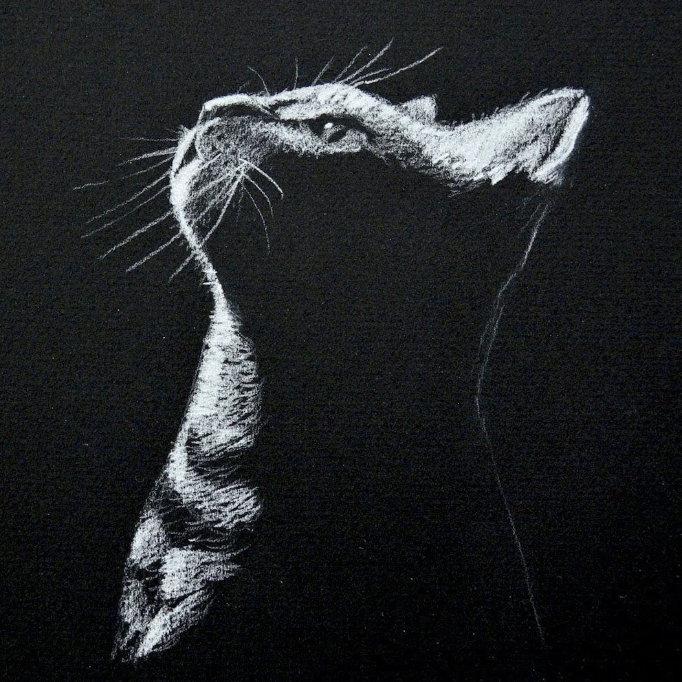 Black and white cat up head
