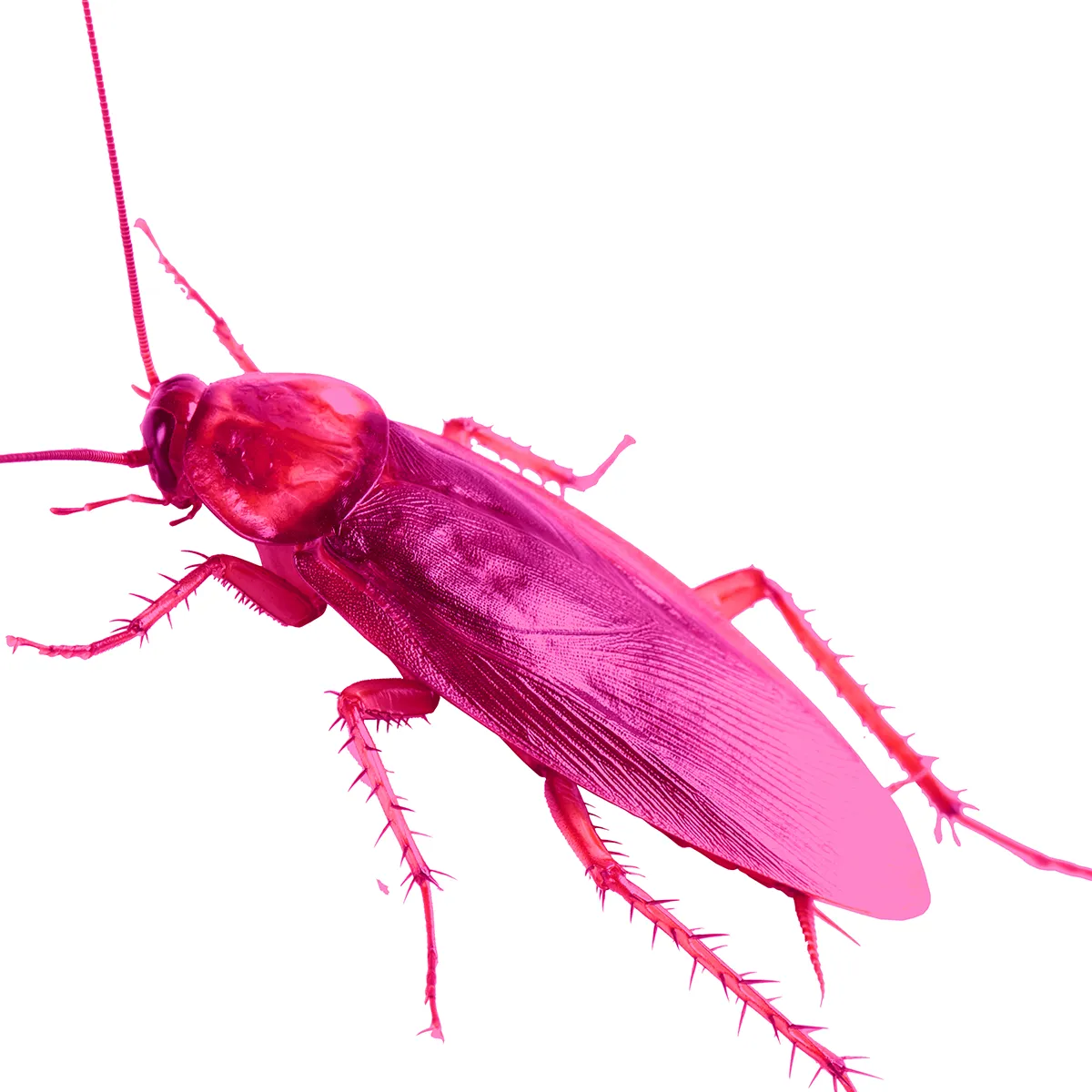 Print from contemporary artist Vladimir Tsesler - Pink Plastic Cockroach. For sale.
