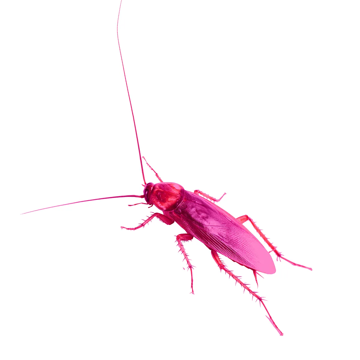 Print from contemporary artist Vladimir Tsesler - Pink Plastic Cockroach. For sale.